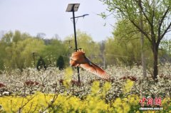 （乡村行·看振兴）一羽朱鹮护青山 满园果香促振兴